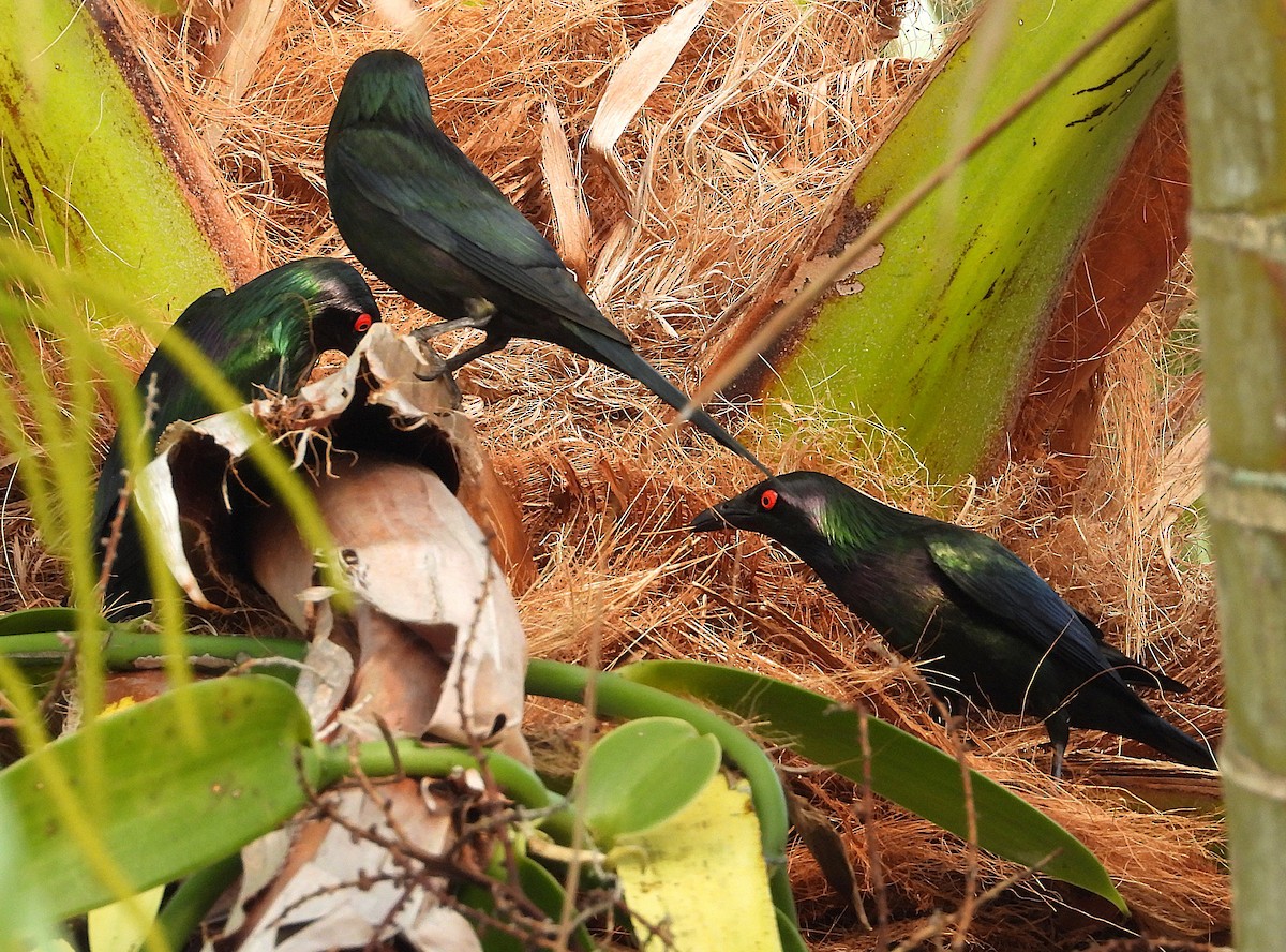 Metallic Starling - ML644227330