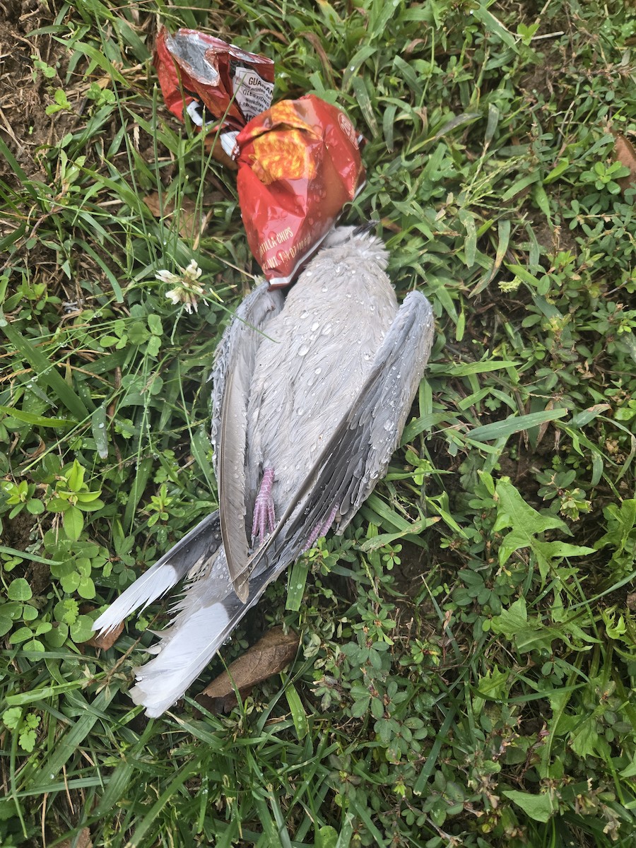 Türkentaube - ML644227331