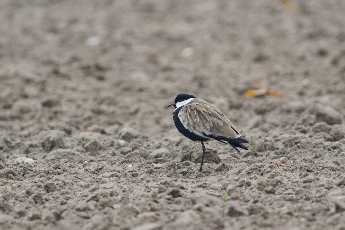 Vanneau à éperons - ML644227342