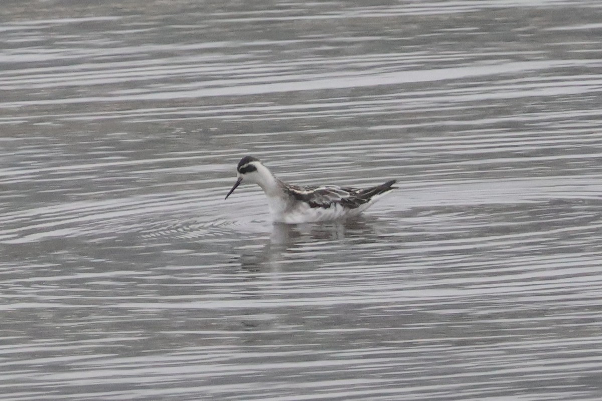 Нарийн сэлээхэй - ML644227350