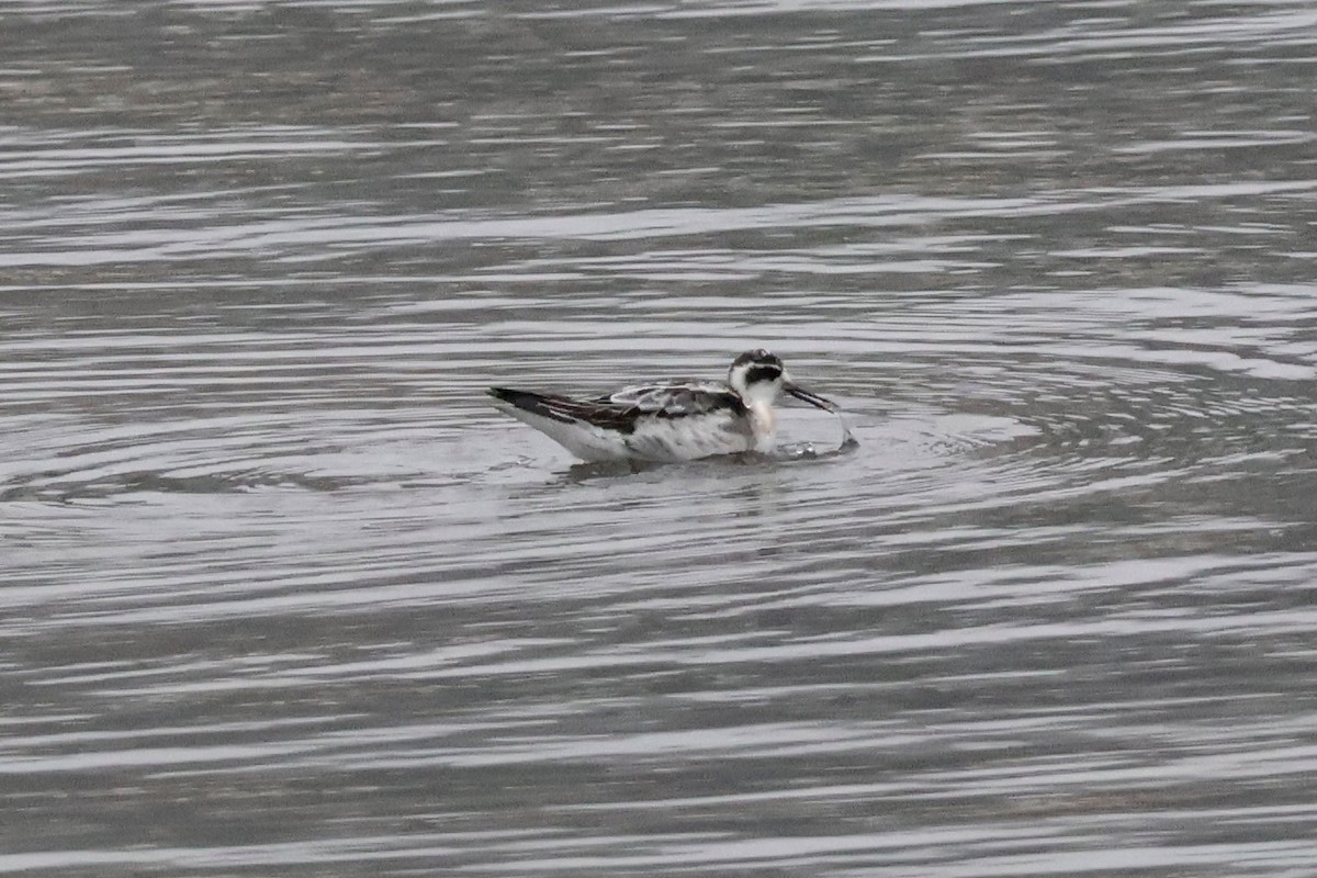 Нарийн сэлээхэй - ML644227351