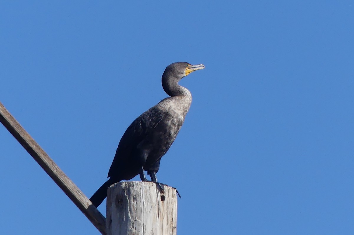 Double-crested Cormorant - ML644227359