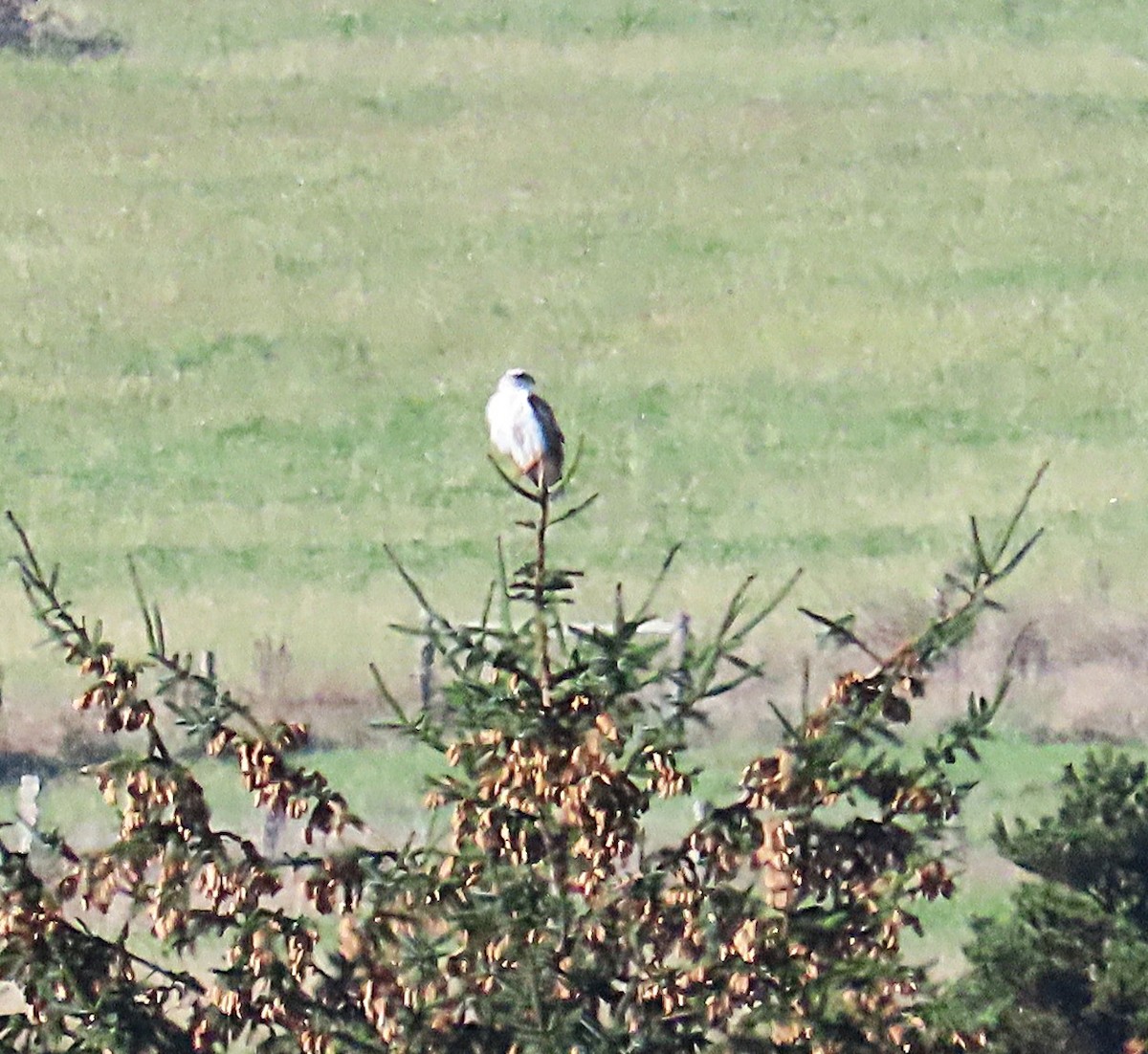 Buse rouilleuse - ML644227379