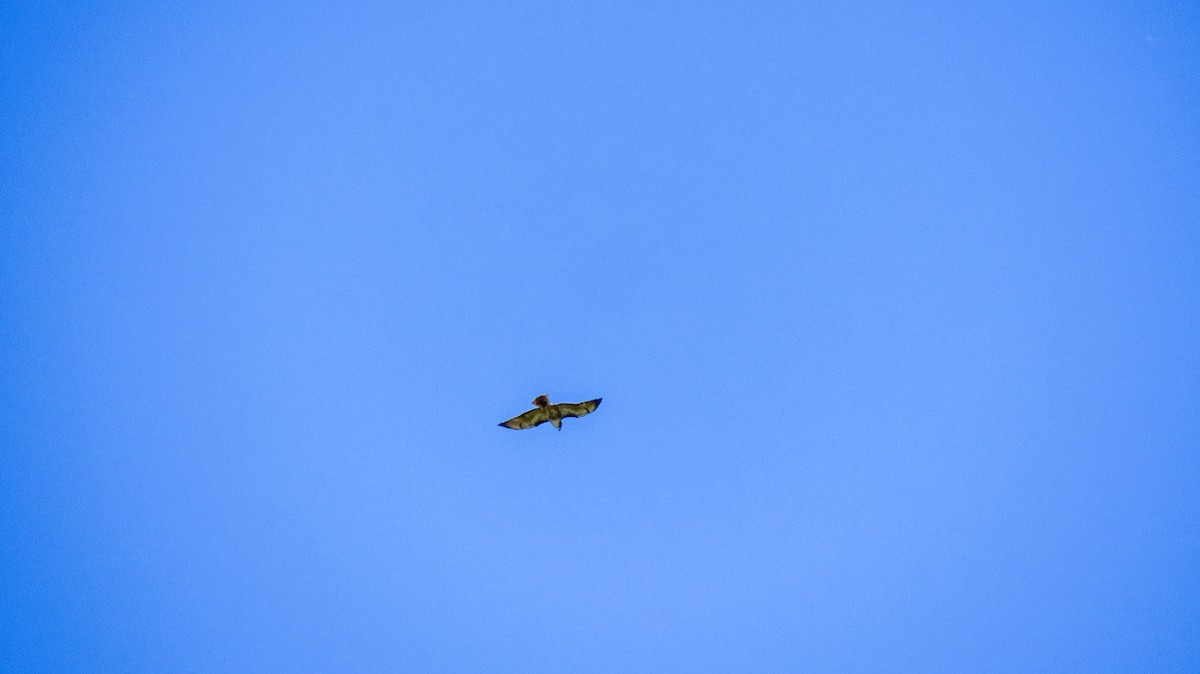 Rufous-tailed Hawk - ML644227381