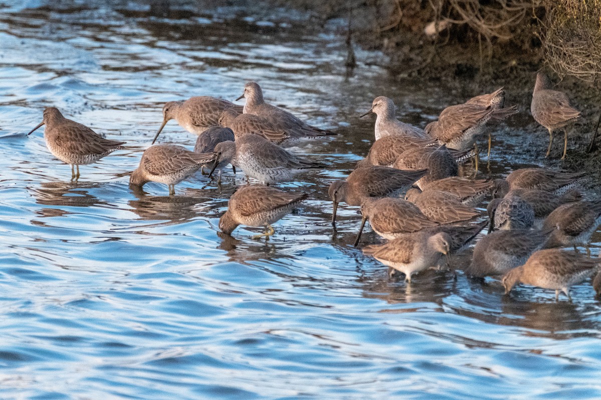Red Knot - ML644227383