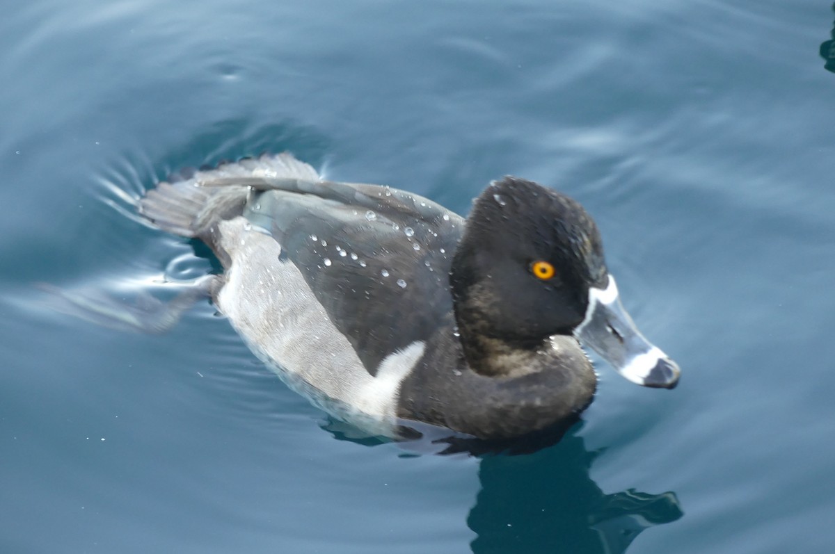 Ring-necked Duck - ML644227394