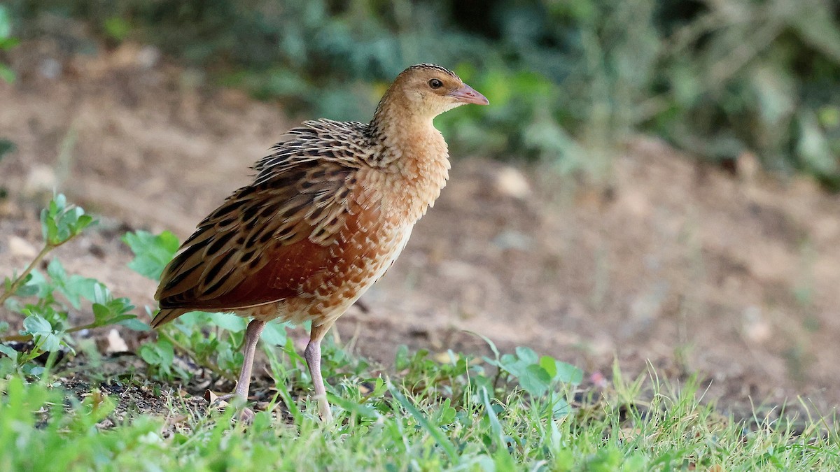 åkerrikse - ML644227396