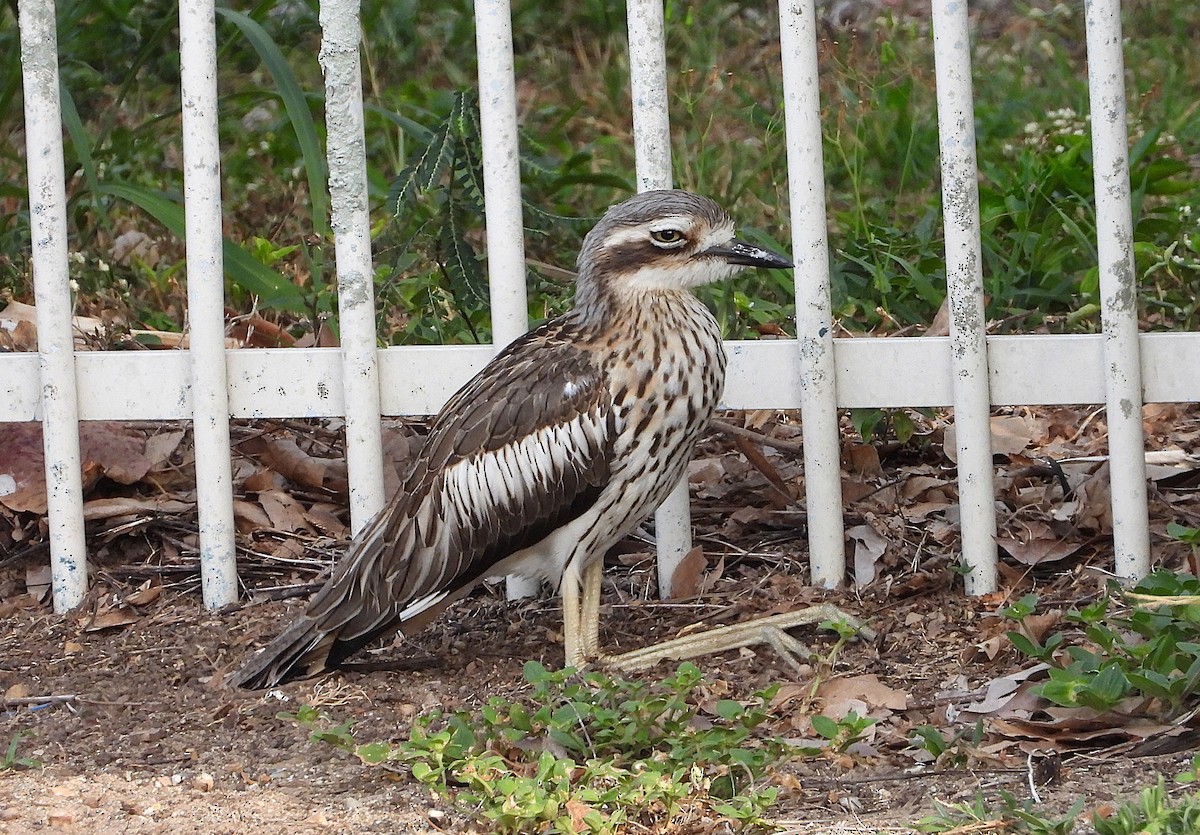 Bush Thick-knee - ML644227402