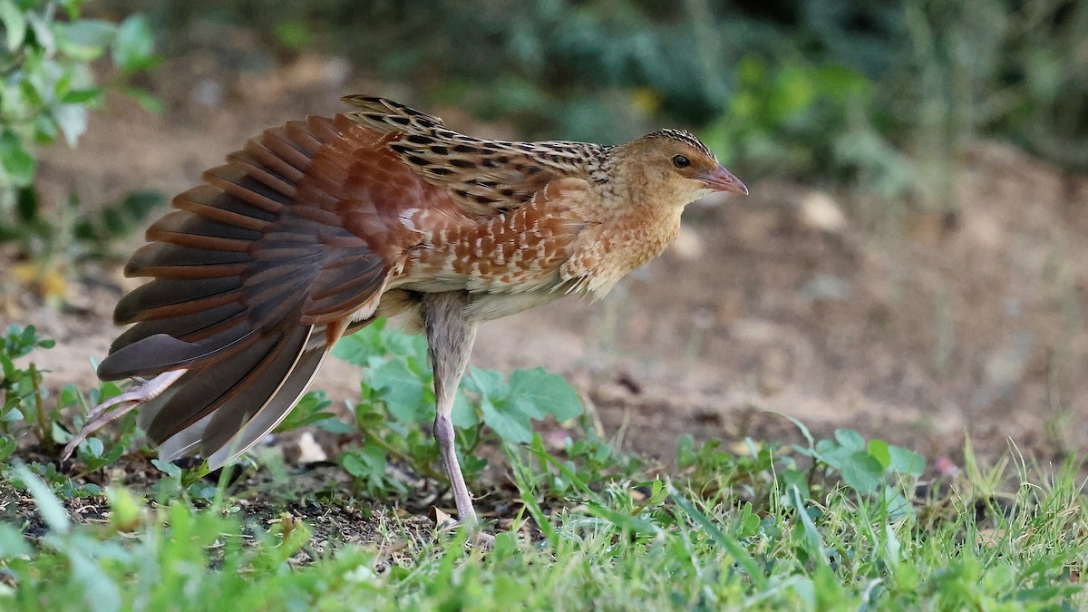 åkerrikse - ML644227403