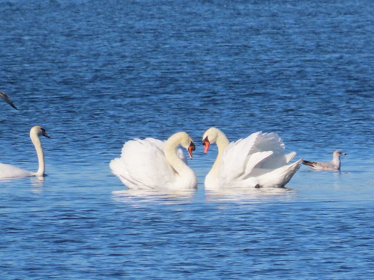 Mute Swan - ML644227404