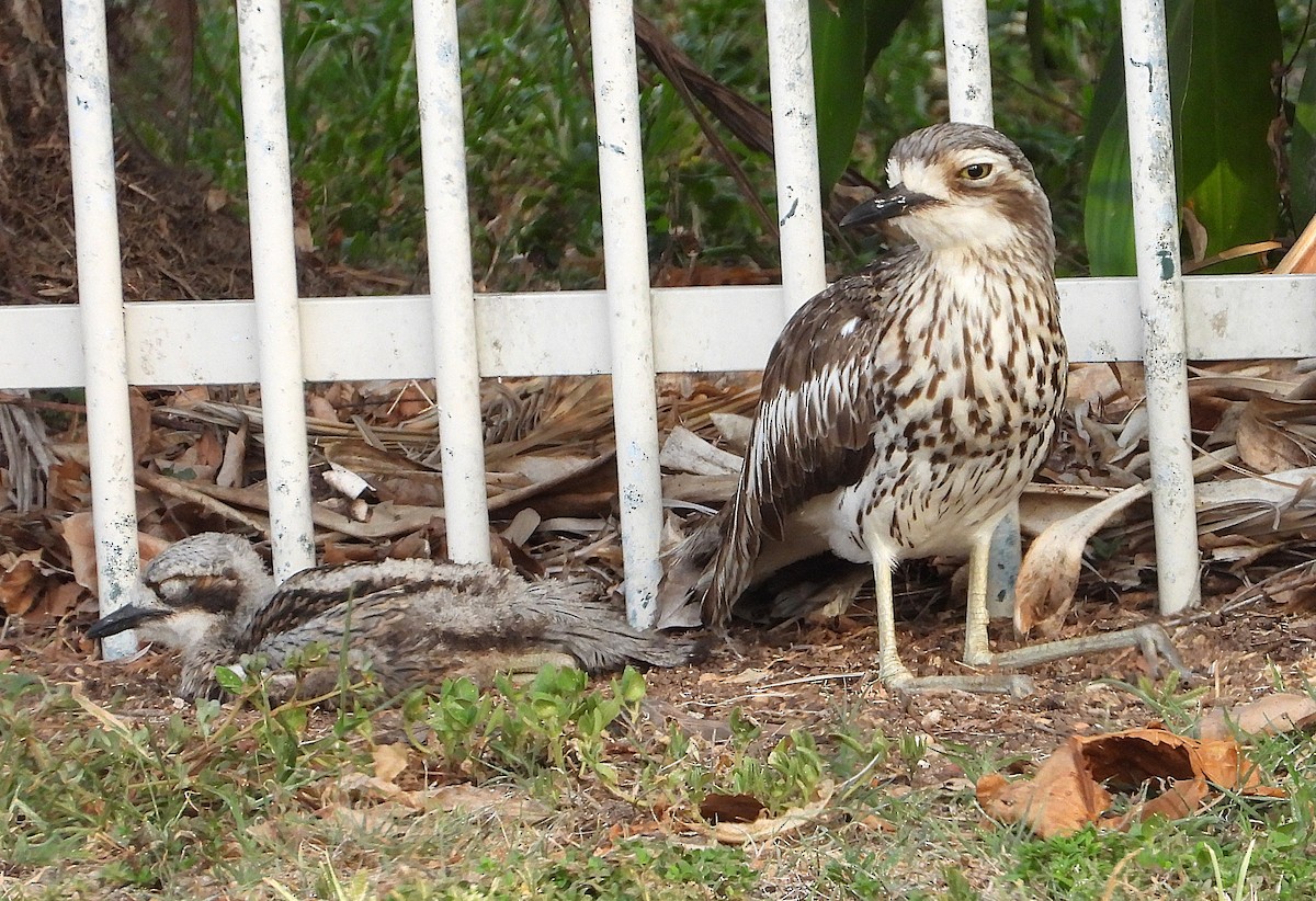 Bush Thick-knee - ML644227406