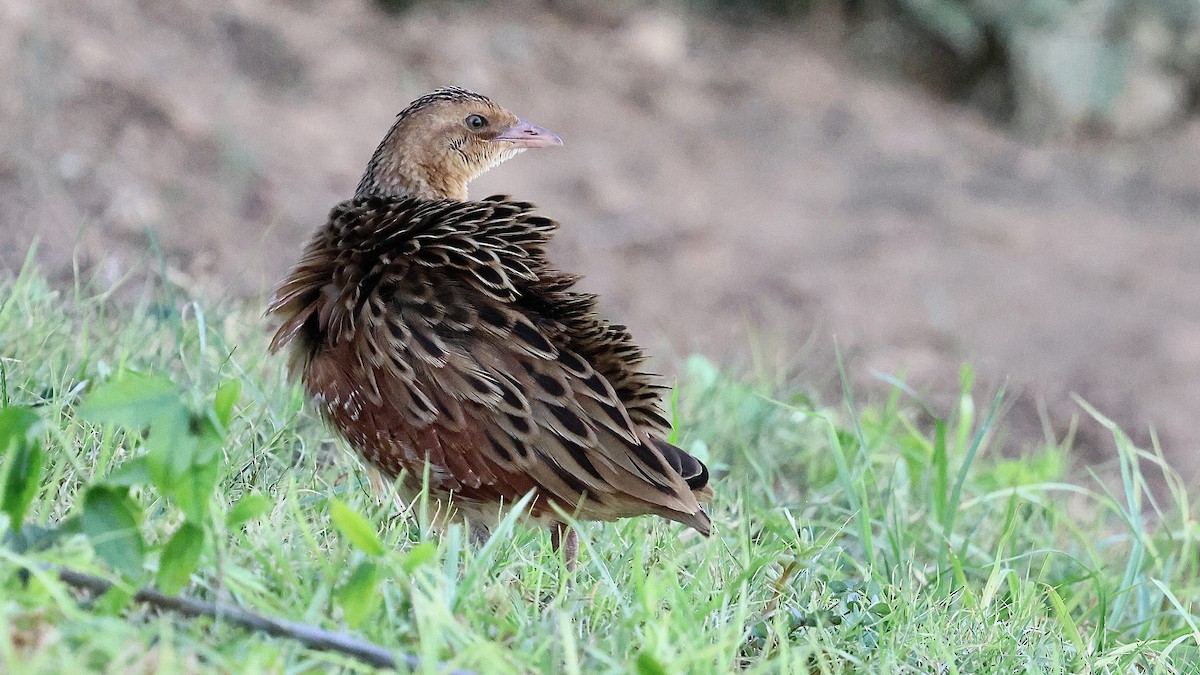 åkerrikse - ML644227409