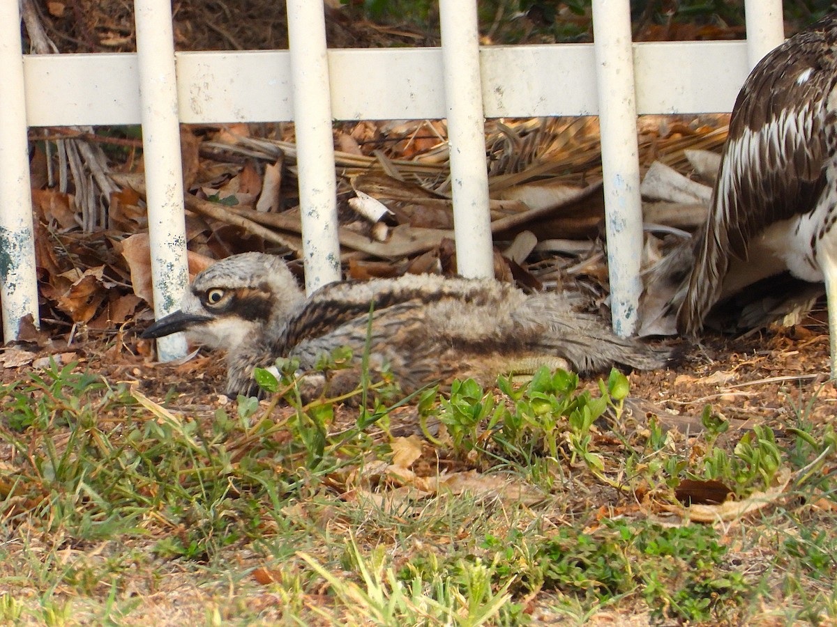 Bush Thick-knee - ML644227414