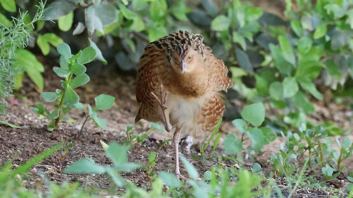 åkerrikse - ML644227416