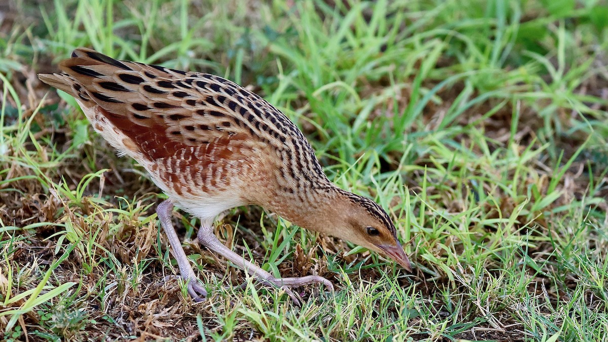 åkerrikse - ML644227423