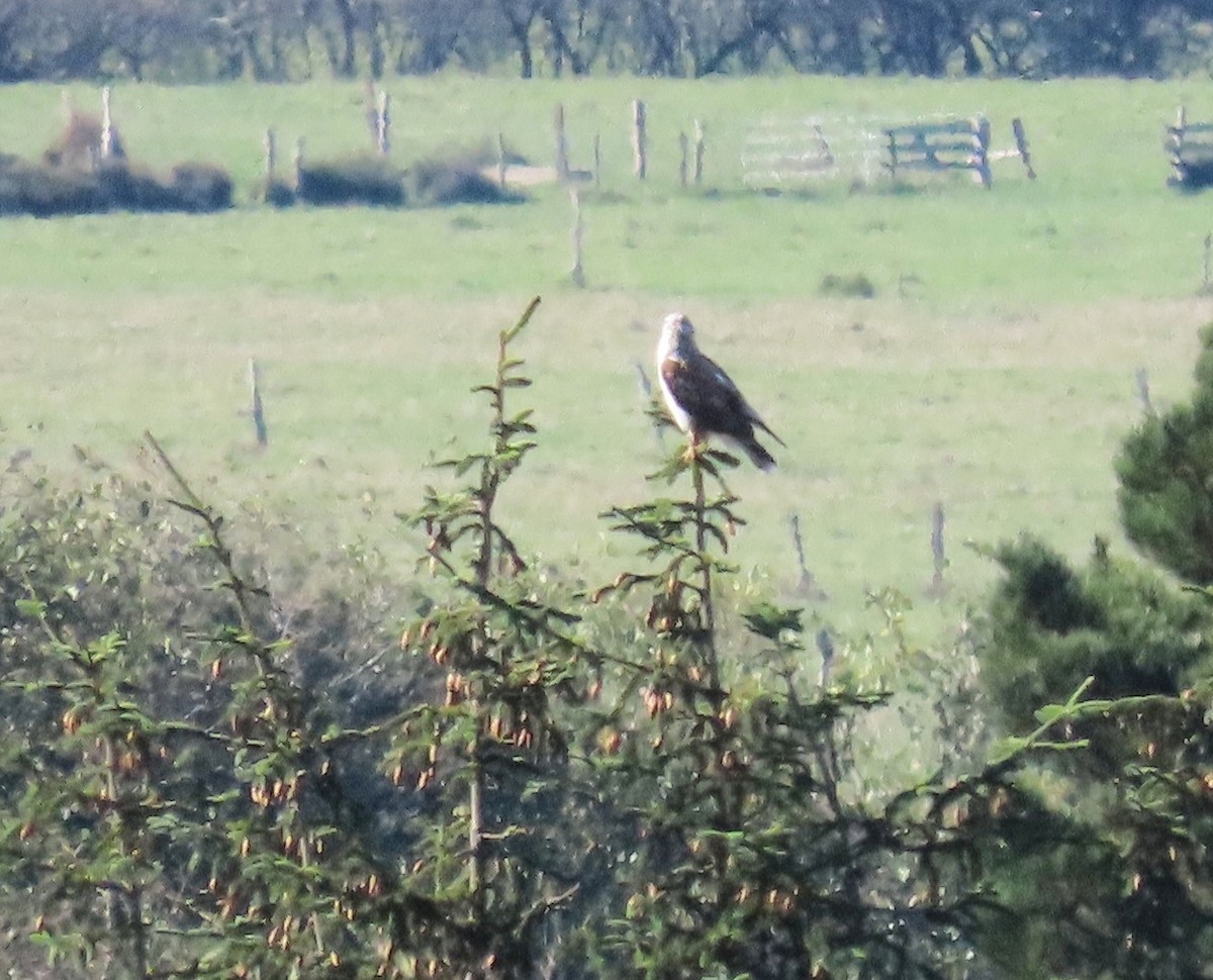 Buse rouilleuse - ML644227426