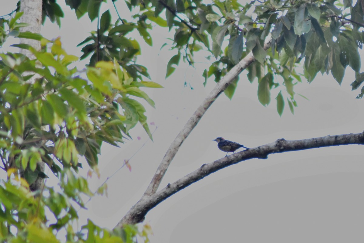 Black-cheeked Woodpecker - ML644227448
