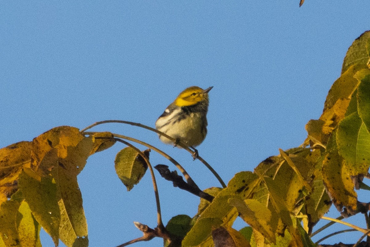 Black-throated Green Warbler - ML644227449