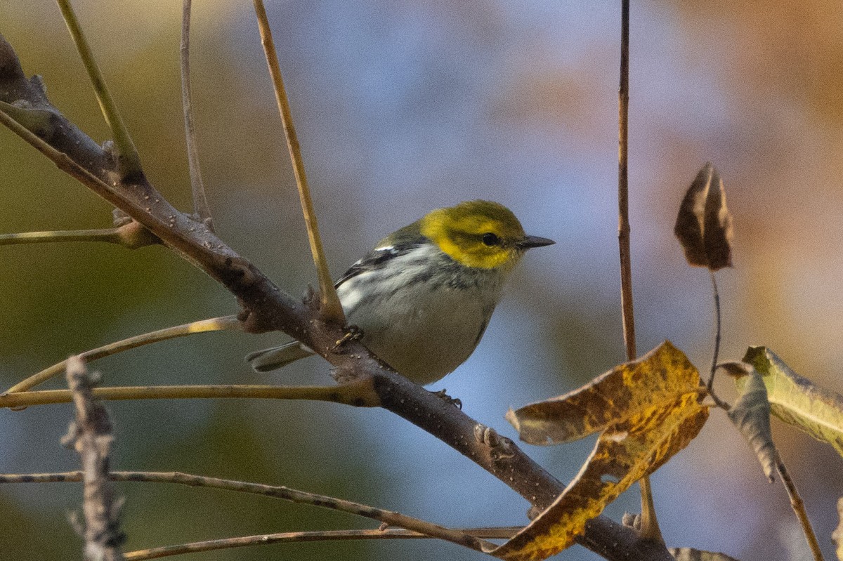 Black-throated Green Warbler - ML644227450