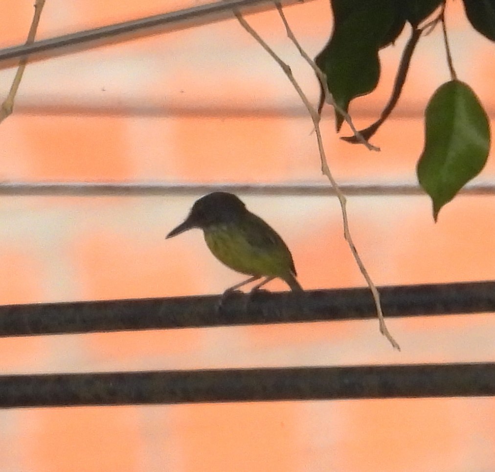 Spotted Tody-Flycatcher - ML644227456
