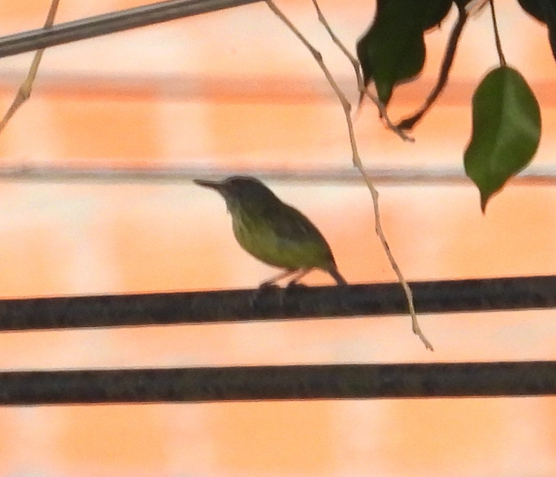 Spotted Tody-Flycatcher - ML644227457