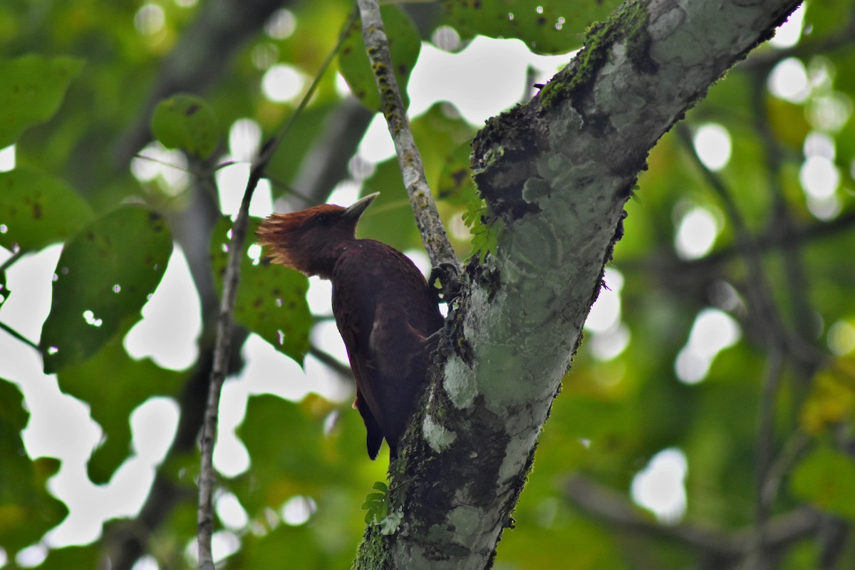 Chestnut-colored Woodpecker - ML644227460