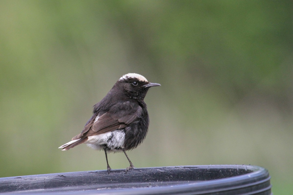 Saharasteinschmätzer - ML644227464