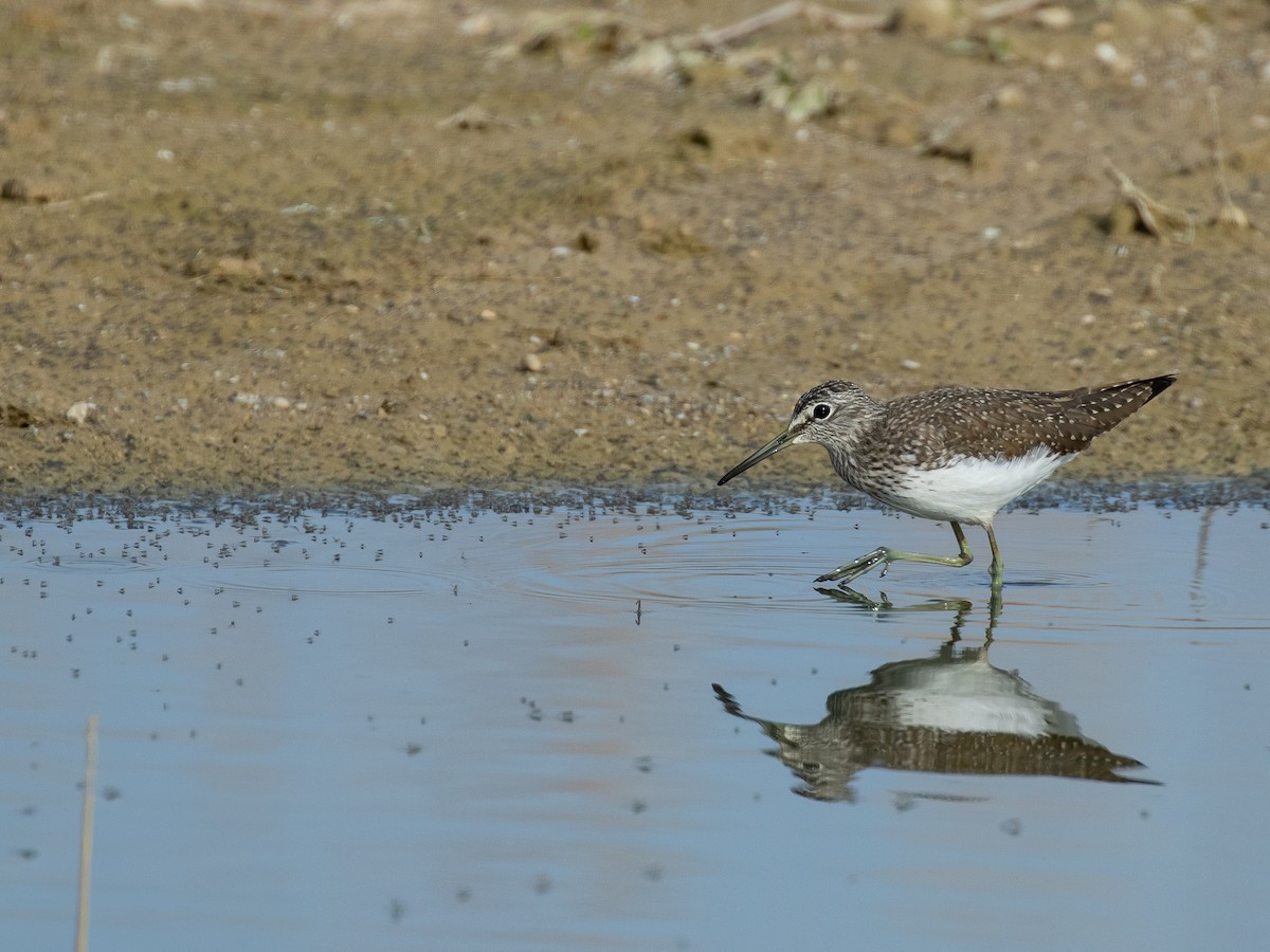 vodouš kropenatý - ML644227465