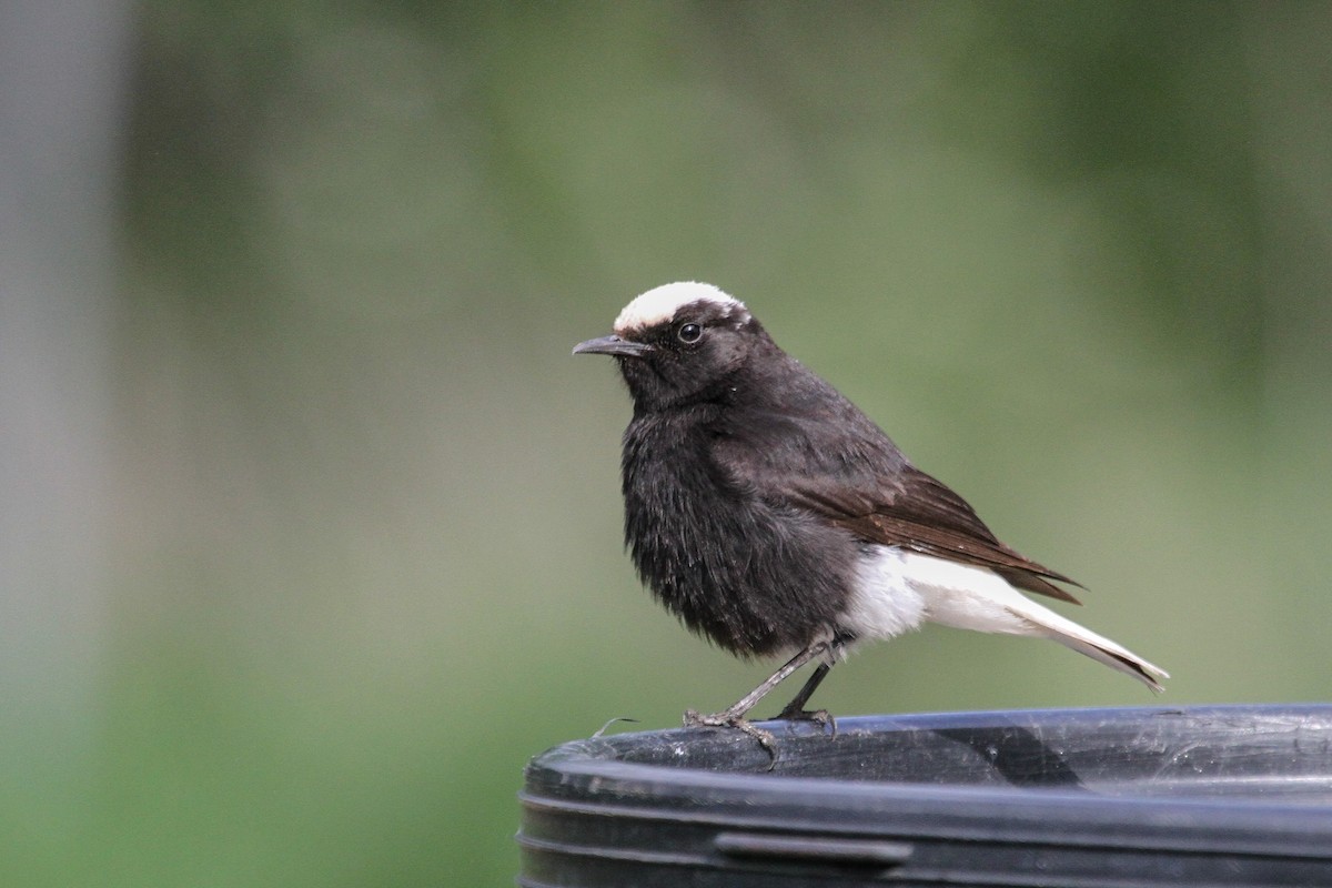 Saharasteinschmätzer - ML644227468