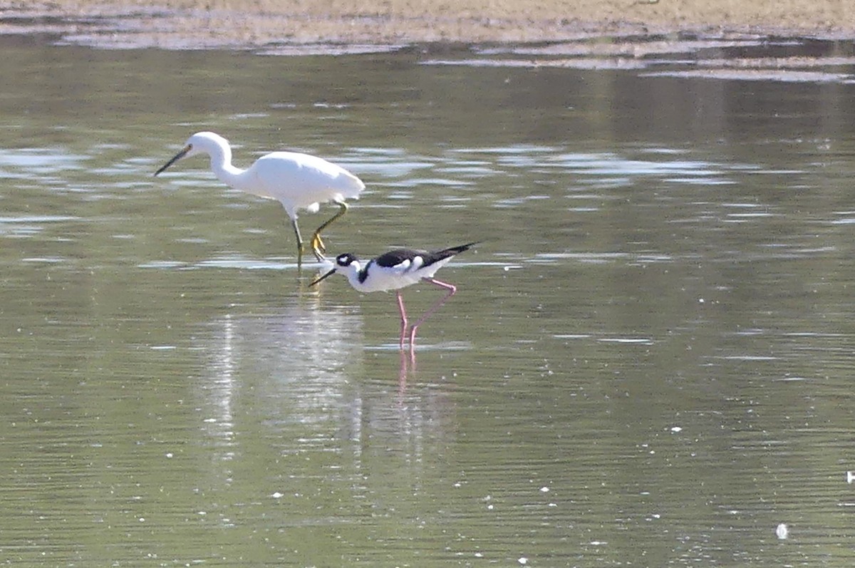 Black-necked Stilt - ML644227470