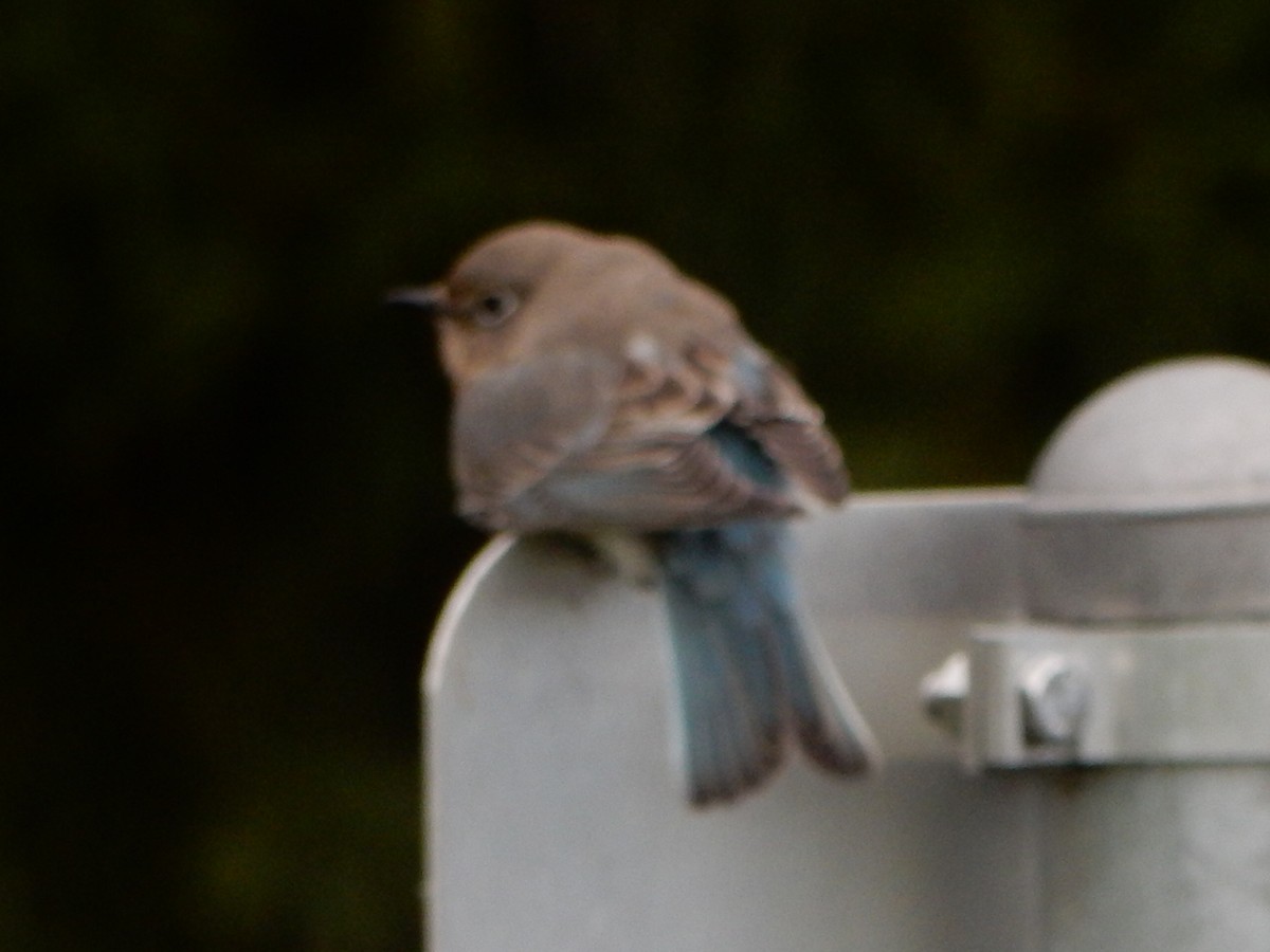 Mountain Bluebird - ML644227472