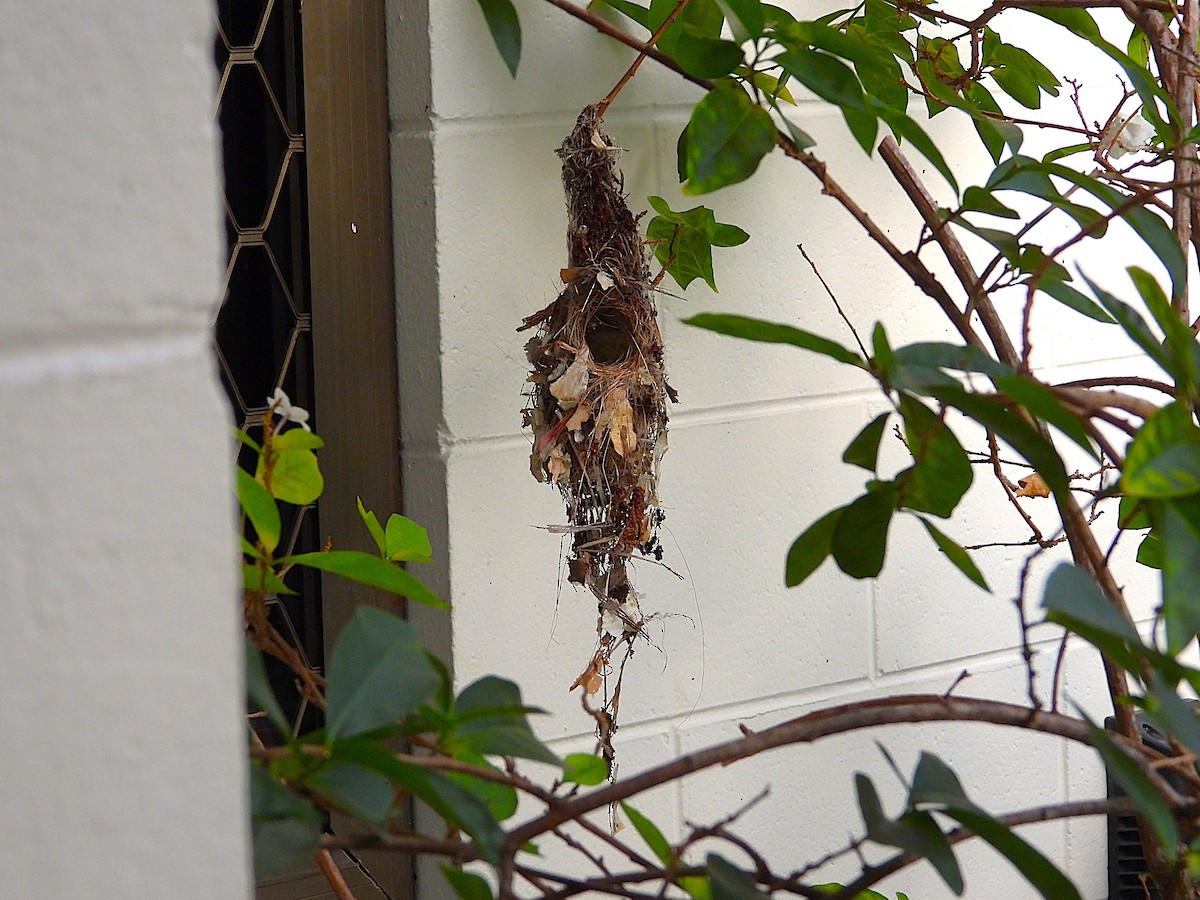 Sahul Sunbird - ML644227478