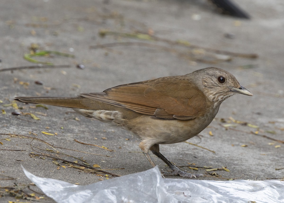 Pale-breasted Thrush - ML644227484