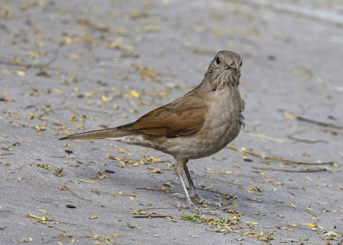 Pale-breasted Thrush - ML644227485