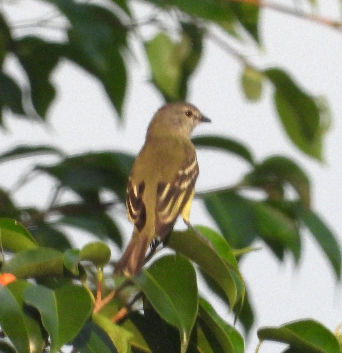 Yellow-crowned Tyrannulet - ML644227486