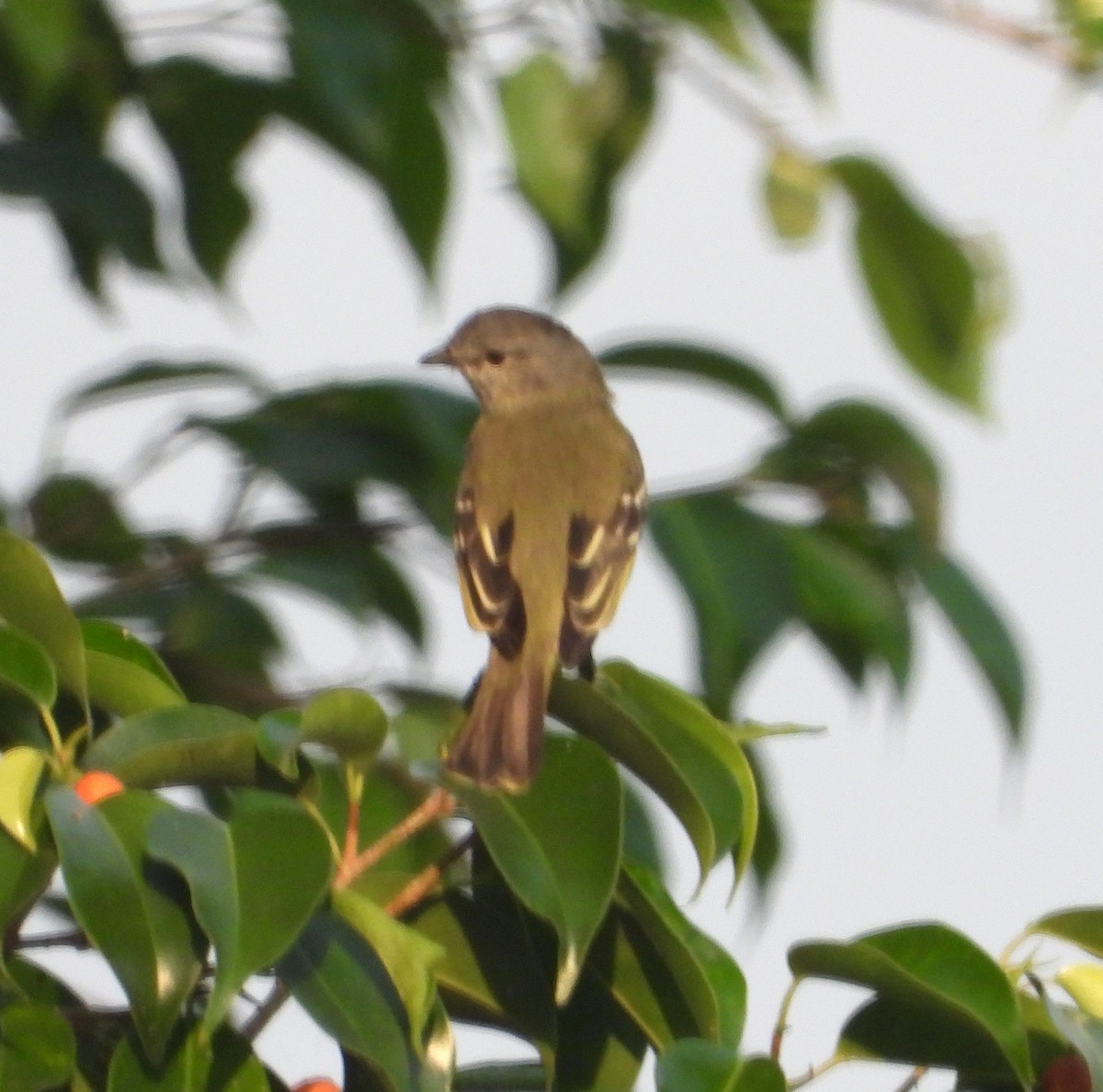 Yellow-crowned Tyrannulet - ML644227487