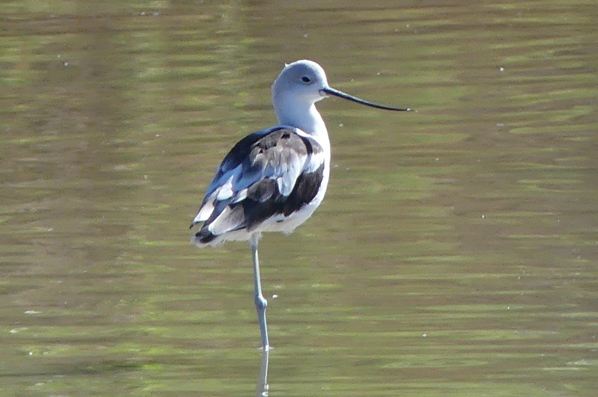 American Avocet - ML644227488