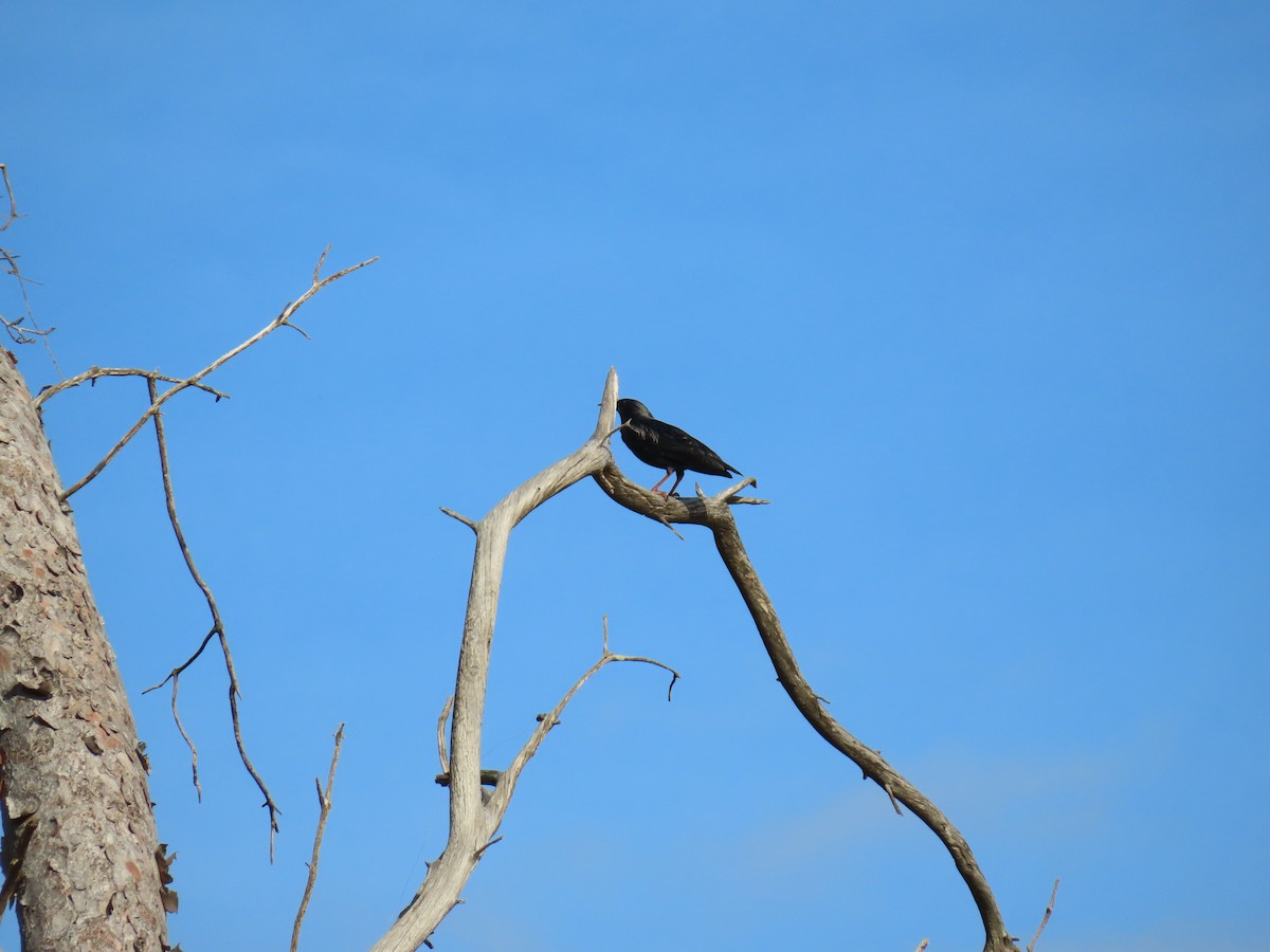 Arabazozo beltza - ML644227492