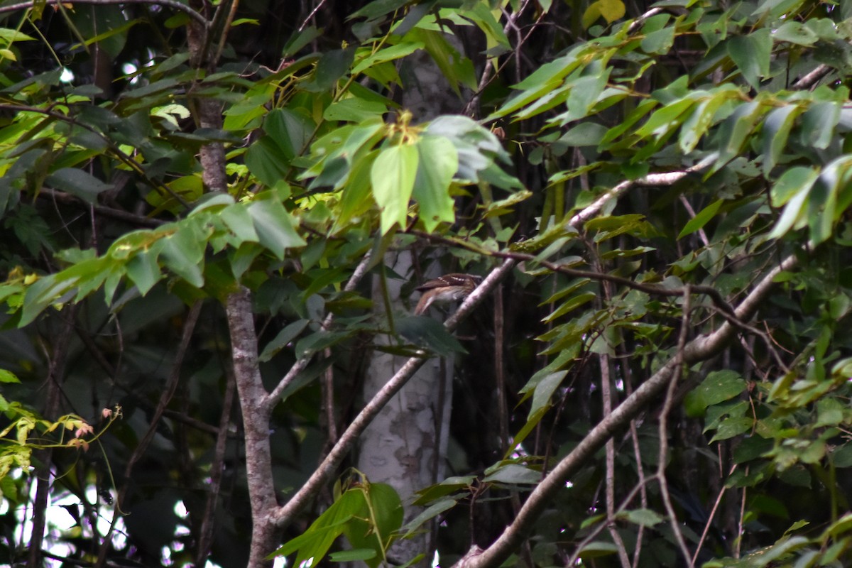 Rose-breasted Grosbeak - ML644227495