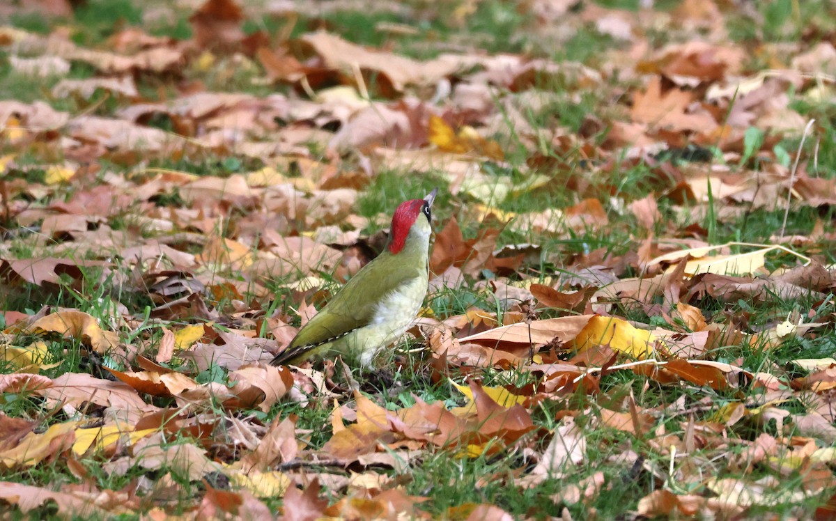 Eurasian Green Woodpecker - ML644227501