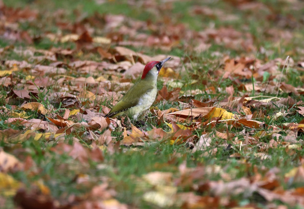 Eurasian Green Woodpecker - ML644227502