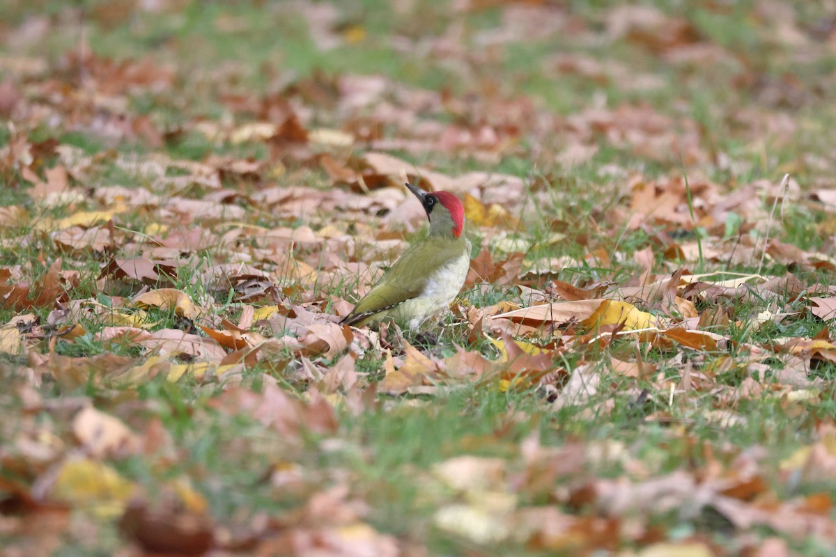Eurasian Green Woodpecker - ML644227503