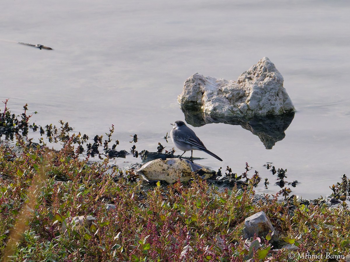 White Wagtail - ML644227506