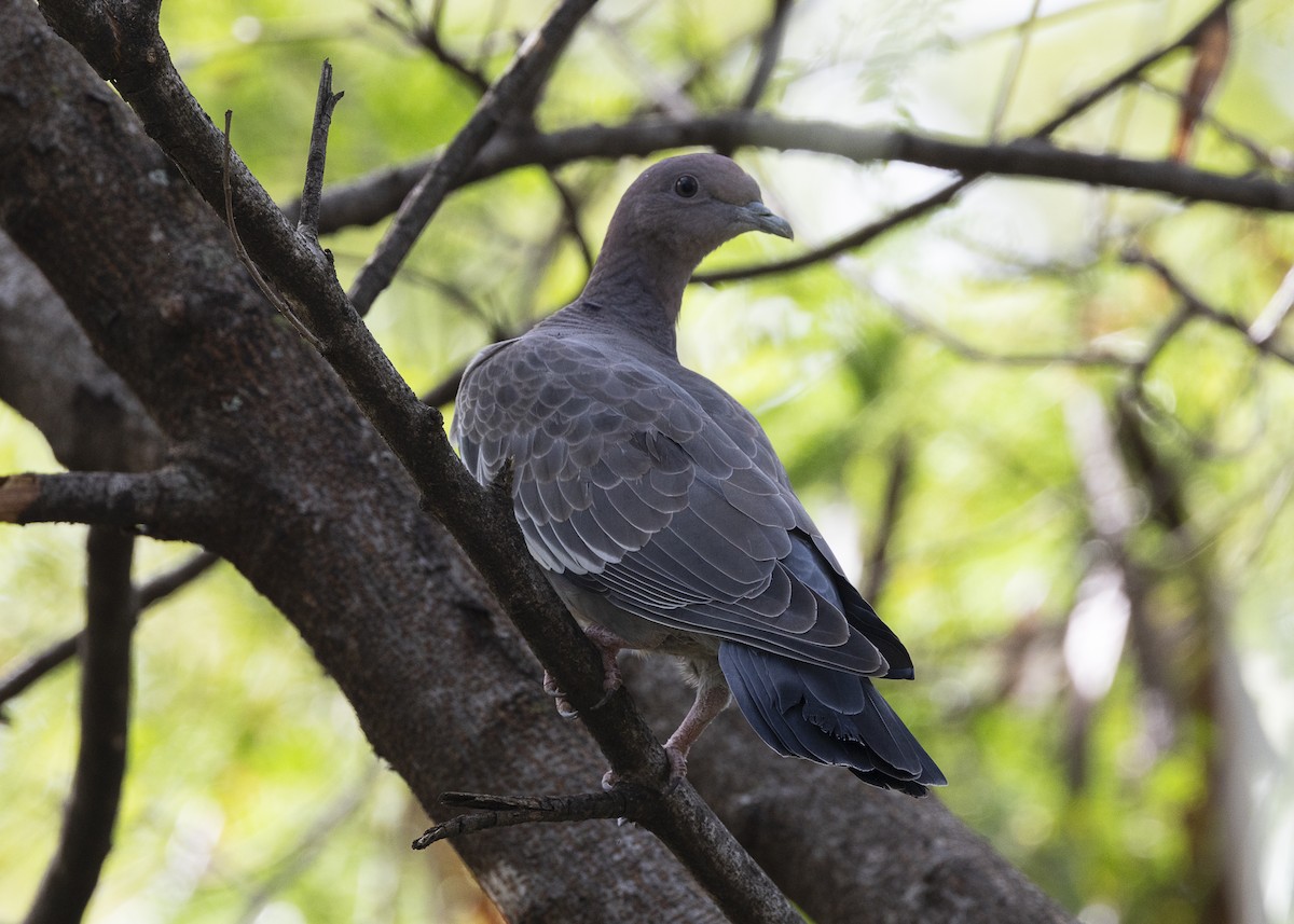 Pikazuro Güvercini - ML644227509