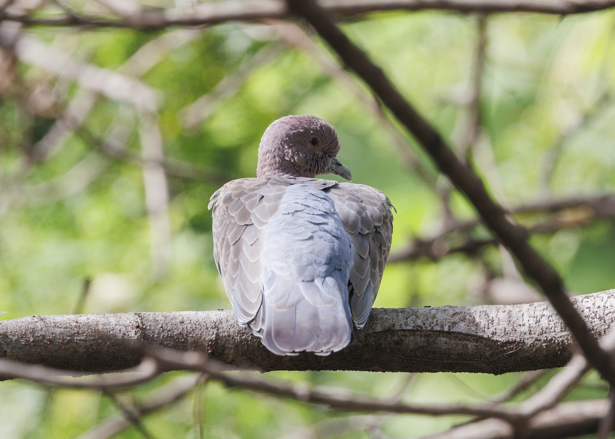 Pikazuro Güvercini - ML644227510