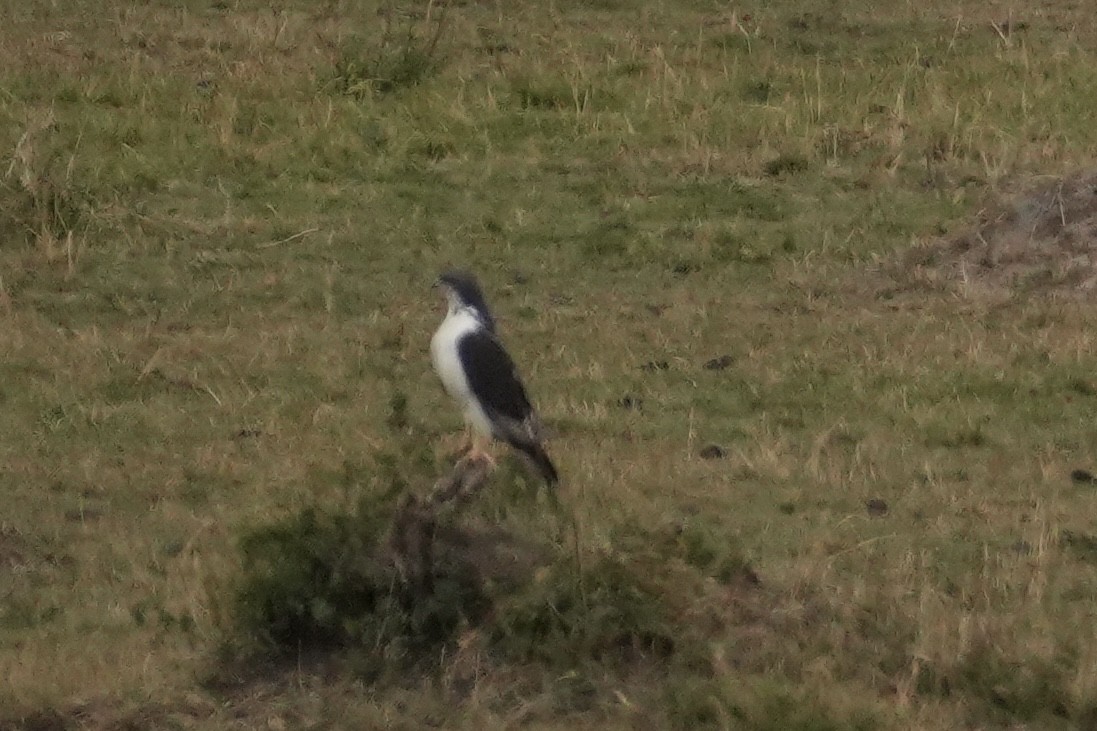 Augur Buzzard - ML644227522