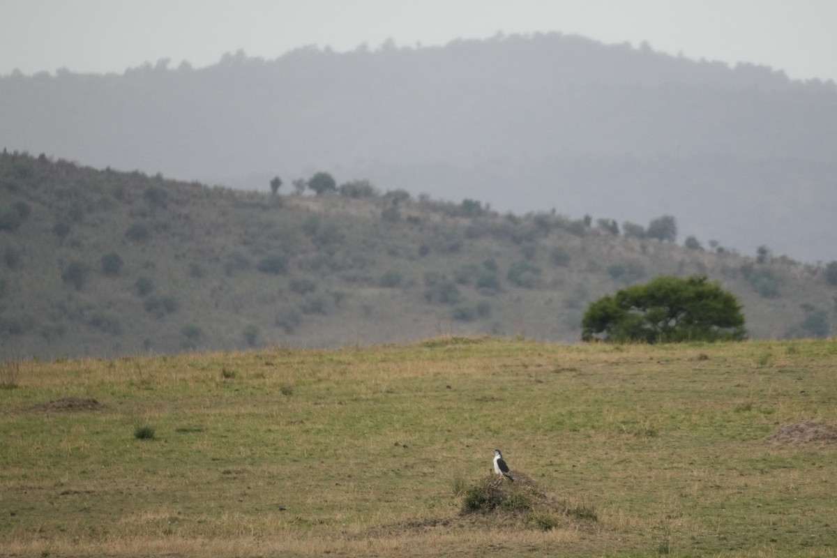Augur Buzzard - ML644227523
