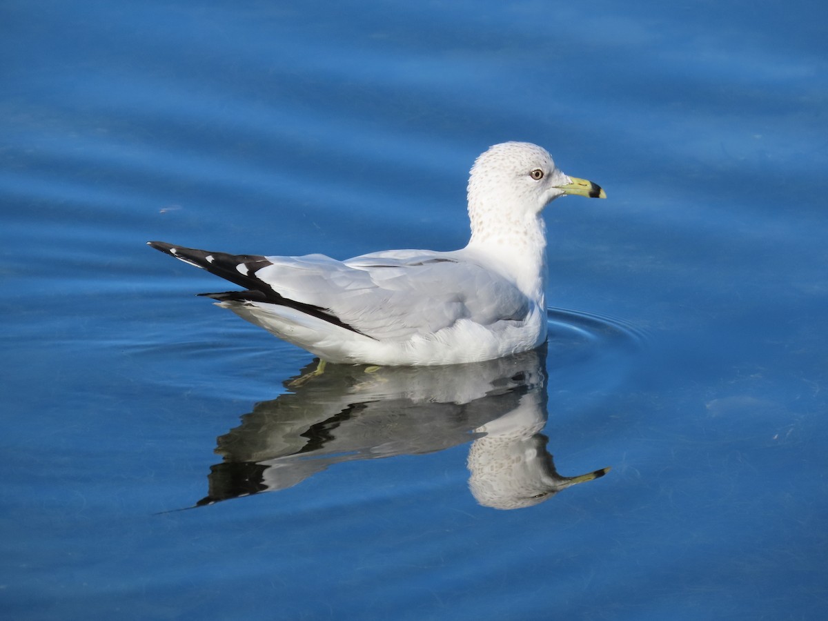 Ring-billed Gull - ML644227526
