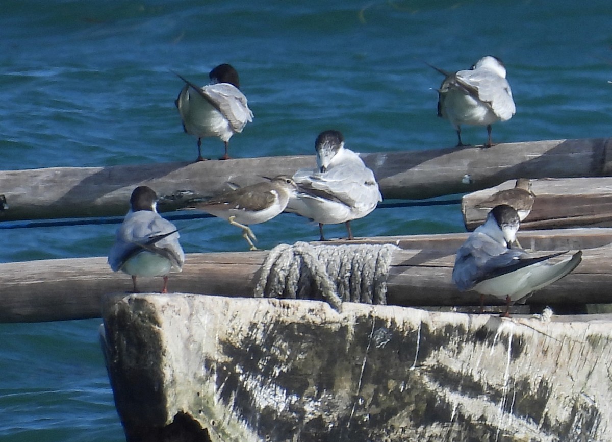 Common Sandpiper - ML644227532