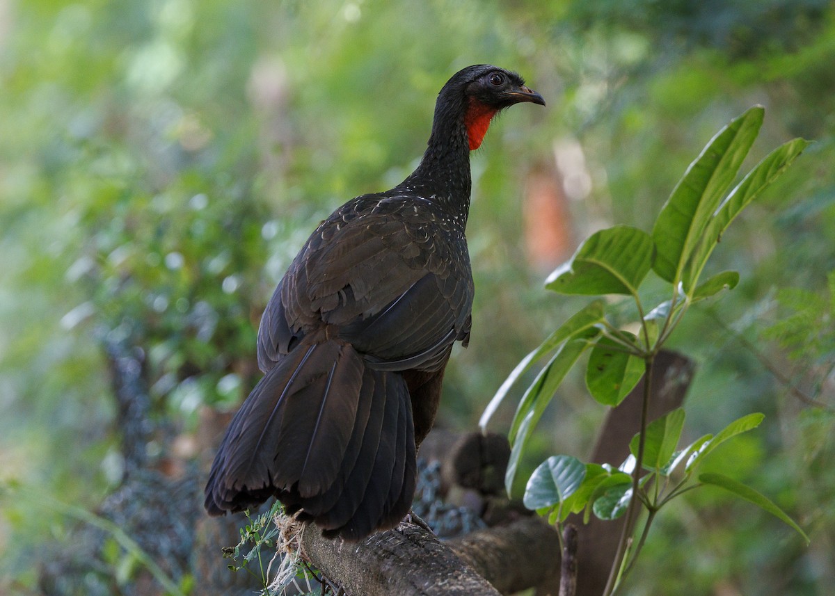 Pénélope yacouhou - ML644227533